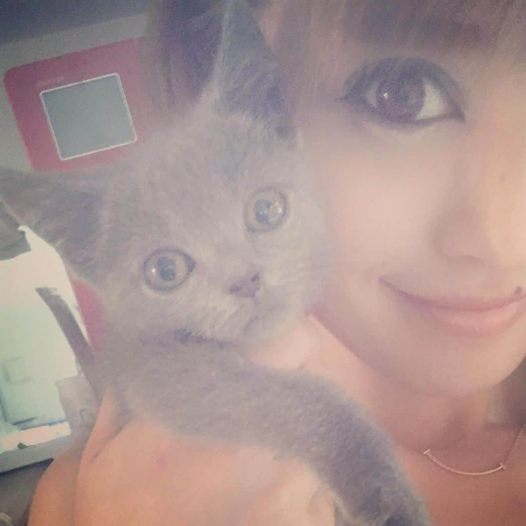 池田麻理子のインスタグラム：「🐱  猫砂を買いに行ったペットショップで一目惚れして 子猫2匹を購入してしまうバカのインスタはこちらです..  もーう、かわいすぎてかわいすぎて。。 一生大事にします！！  #猫砂買いに行ってきます  #5匹目  #6匹目  #新しい家族 #ちっちゃすぎてまだ隔離中 #ミヌエット #かつおさん #シャルトリュー #そぼろさん #かつおとそぼろ #生後3ヶ月 #子猫 #猫 #cat #catstagram」