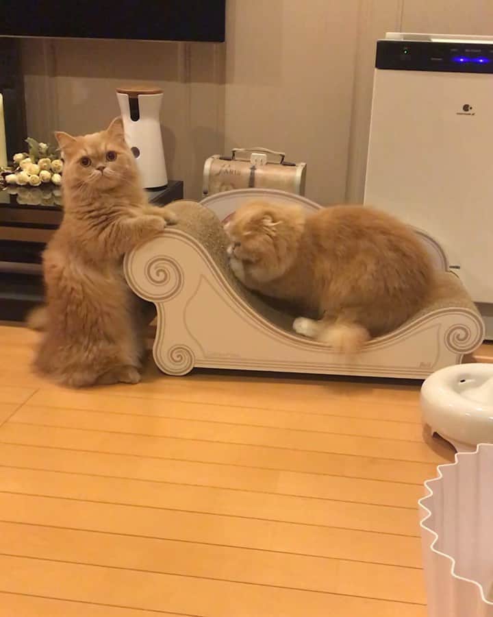 のインスタグラム：「. Don't look✋ The scratching pad Lesson👨🏻‍🏫 爪とぎプライベートレッスンちうにゃの 見にゃいで😾 . ベルちゃん #ひと鳴き😂 . . #猫love祭 #にゃんわん祭り#美ニャン祭 . #ベルちゃん #すずちゃん ・ NAME : Bell  ベルちゃん Breed : minuet  ミヌエット 🎂 : 2016.5.15  3歳 ・ NAME : Suzu すずちゃん Breed : Scottish fold スコティッシュフォールド 🎂 : 2018.3.21  1歳」