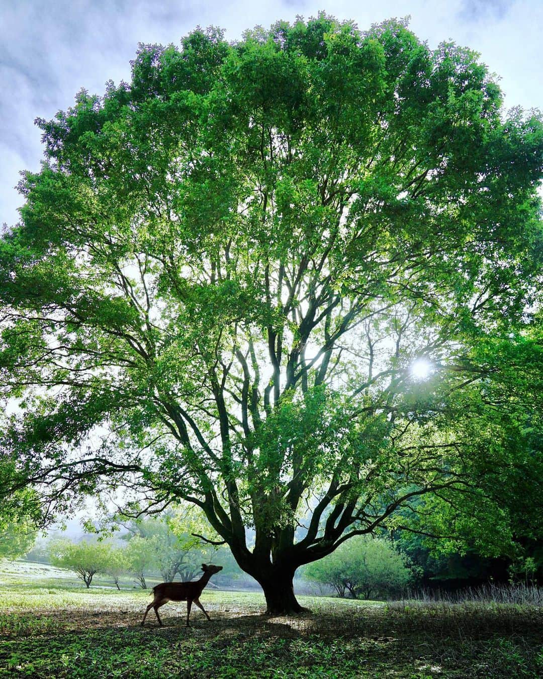 Koichiのインスタグラム：「. . Talk with trees 🦌 . . #BeautifulJapan .」