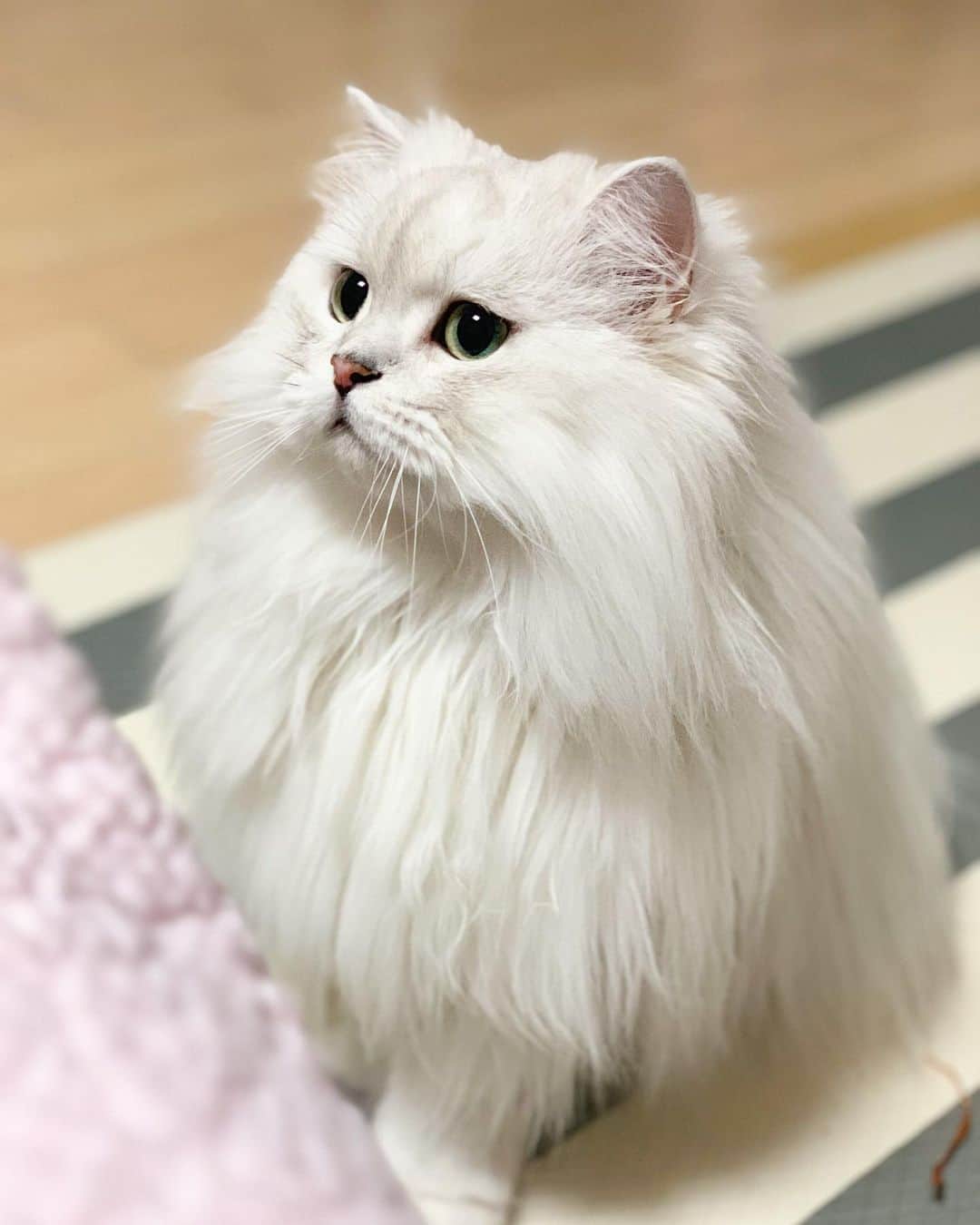 후추네큰언니のインスタグラム：「집중한 뽕쥬디 ㅇ3ㅇ . . . . . #후추  #고양이  #냥스타그램 #캣스타그램  #Hoochu #Hoochuthecat #cat #cats #catstagram #catsofinstagram #topcatphoto #bestmeow #ilovecat #cute #fluffy #petstagram #instacats」
