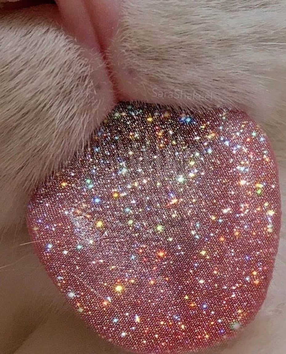 ValGarlandさんのインスタグラム写真 - (ValGarlandInstagram)「👅 Have a good lick 👅 via @sarashakeel 👅 #glitter #lick #cat #glitterarti #loveart #collage #catsofinstagram #catstagram 👅」7月21日 20時23分 - thevalgarland