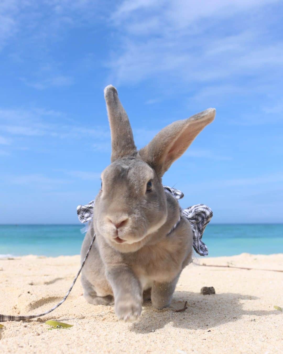 Kayoのインスタグラム：「やっとこさの晴れ🐚 ＆時々かたぶい。」