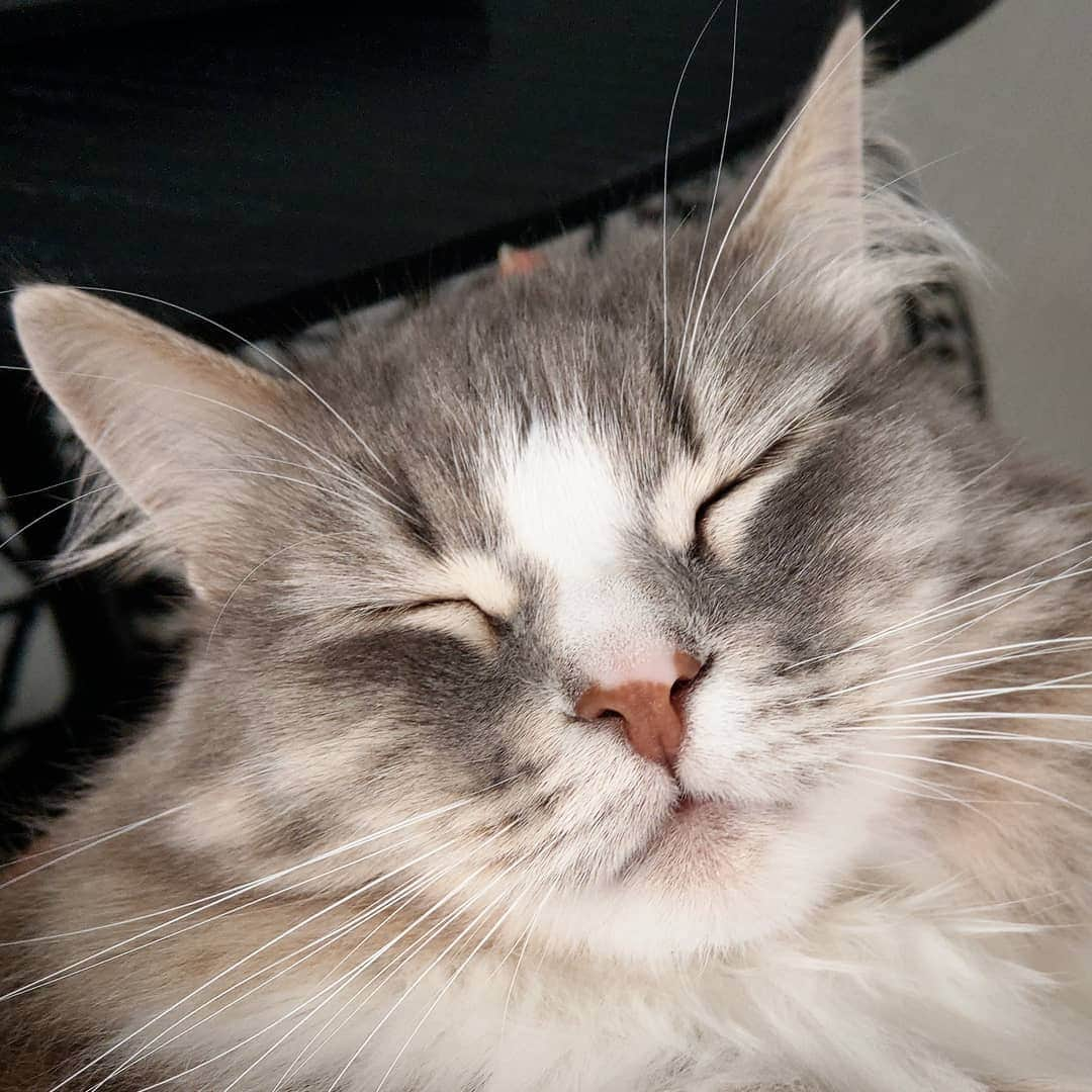 Nila & Miloさんのインスタグラム写真 - (Nila & MiloInstagram)「That face, though. 😻❤️ #squishyface #purrfection #siberiansofinstagram #catface」7月21日 20時36分 - nilamilo