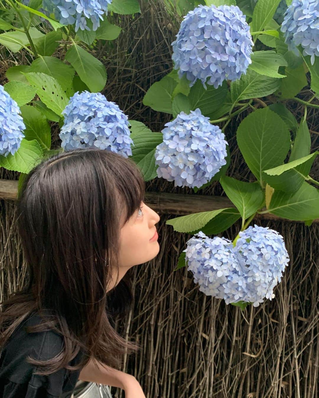 福本莉子さんのインスタグラム写真 - (福本莉子Instagram)「﻿ ハート型の紫陽花を見つけてパシャリ﻿ ﻿ 「あらしのよるに」の稽古も3週目が終わり、4週目に入ろうとしています。この前初日迎えたばっかりなのに早いな〜いや〜早いです、、、﻿ ﻿ そして突然ですが明日情報解禁があります〜！お楽しみに☺︎」7月21日 20時53分 - riko_fukumoto_