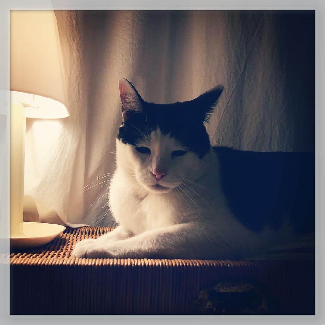 Akira Yamaguchiさんのインスタグラム写真 - (Akira YamaguchiInstagram)「枕元に出る、怨みをもつ猫 (今日、晩御飯をあげる時間がいつもより遅かった事)。 #パンチョとガバチョ」7月21日 20時53分 - pancho0002