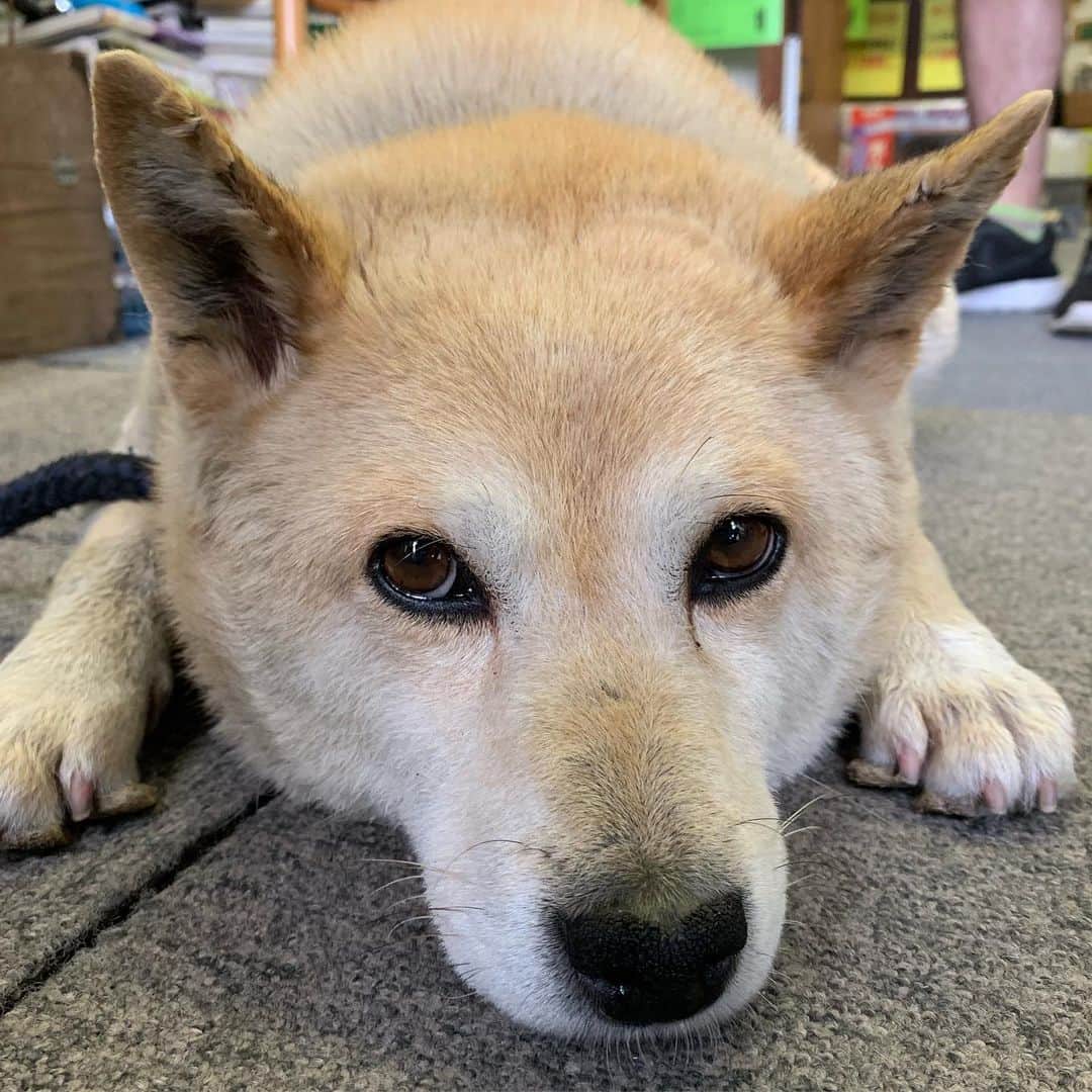 伊集院光のインスタグラム：「今日会った犬。番犬。番になってない。ここまで近づいても吠えない。」