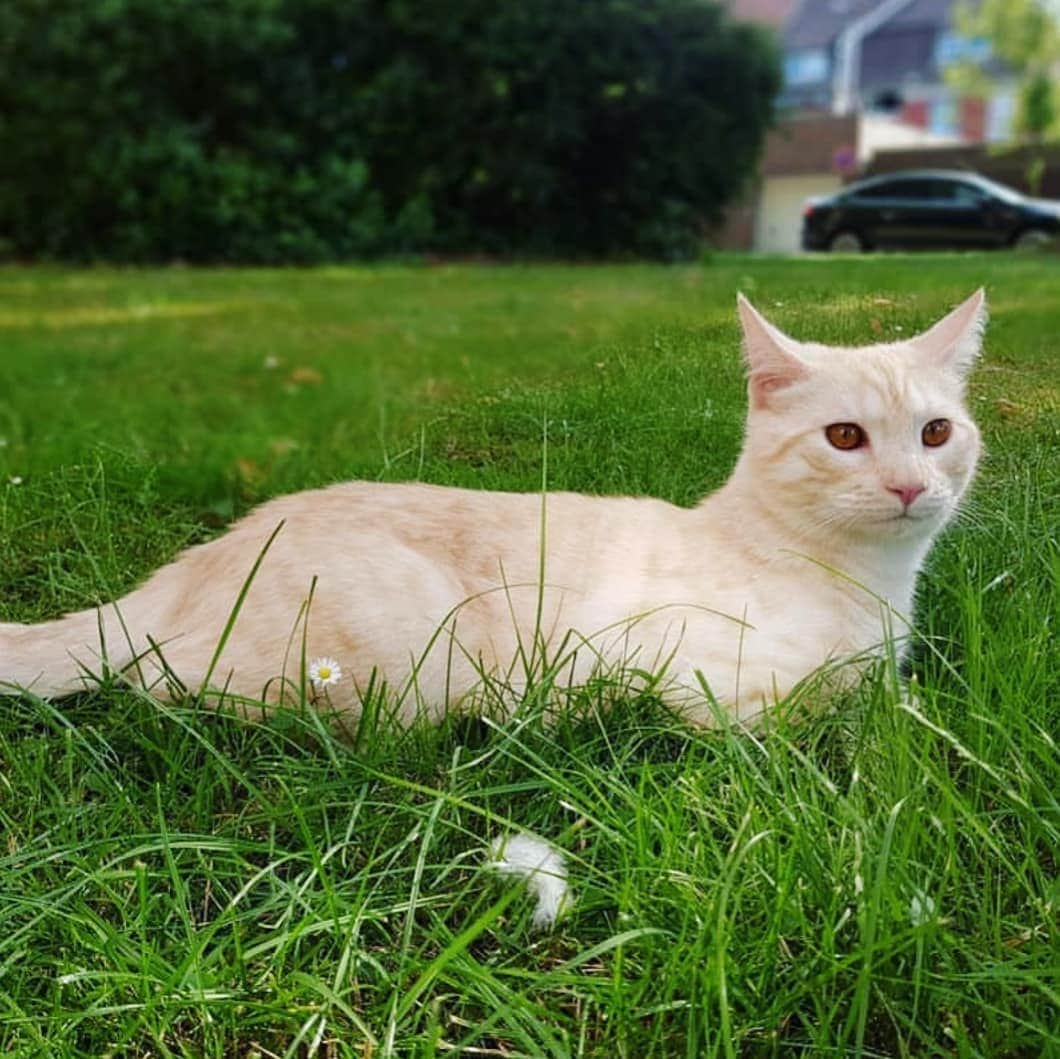 CatStockerさんのインスタグラム写真 - (CatStockerInstagram)「Hello! #catstocker is here!  Follow our FURRriend @iamincipearl  Scroll right for more pictures 👉 . . . . . . . #cat #neko #mačka #chat #котка #kotek #kot #кіт #mače #кошка #кот #katze #gato #gatto #kissa #子猫 #猫 #고양이 #貓 #kedi #köttur #kissanpentu #חתול #кішка #子猫 #kittens #小猫 #kätzchen #котята」7月21日 21時10分 - catstocker