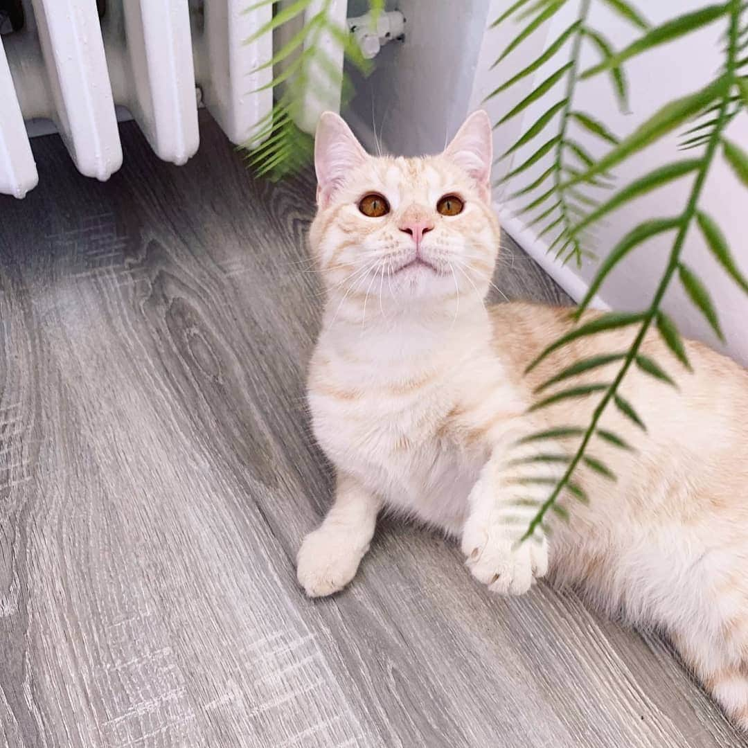 CatStockerさんのインスタグラム写真 - (CatStockerInstagram)「Hello! #catstocker is here!  Follow our FURRriend @iamincipearl  Scroll right for more pictures 👉 . . . . . . . #cat #neko #mačka #chat #котка #kotek #kot #кіт #mače #кошка #кот #katze #gato #gatto #kissa #子猫 #猫 #고양이 #貓 #kedi #köttur #kissanpentu #חתול #кішка #子猫 #kittens #小猫 #kätzchen #котята」7月21日 21時10分 - catstocker