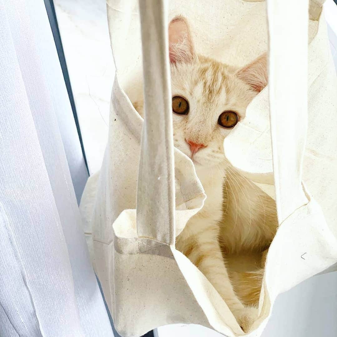 CatStockerのインスタグラム：「Hello! #catstocker is here!  Follow our FURRriend @iamincipearl  Scroll right for more pictures 👉 . . . . . . . #cat #neko #mačka #chat #котка #kotek #kot #кіт #mače #кошка #кот #katze #gato #gatto #kissa #子猫 #猫 #고양이 #貓 #kedi #köttur #kissanpentu #חתול #кішка #子猫 #kittens #小猫 #kätzchen #котята」