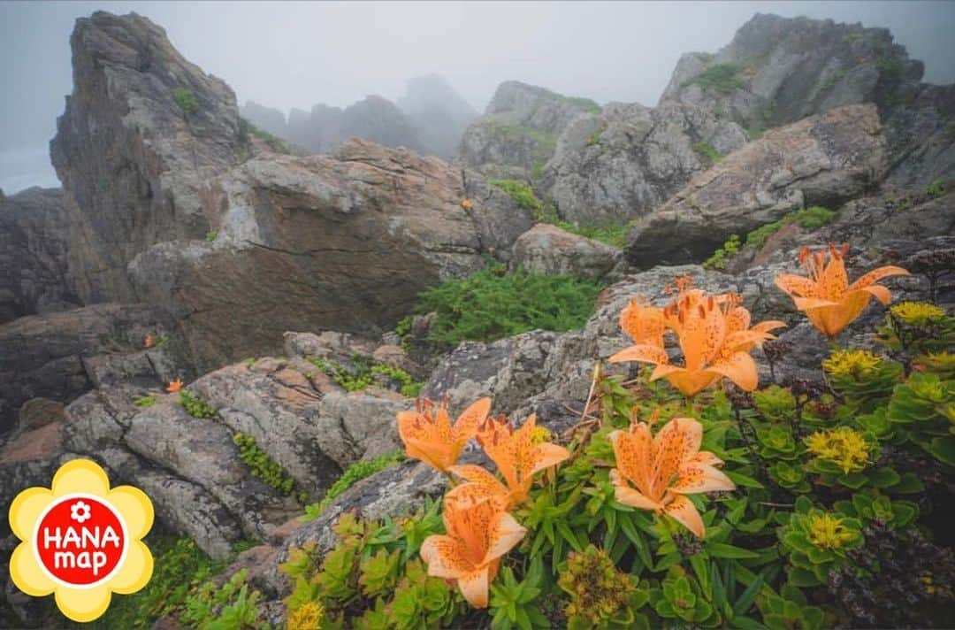 はなまっぷ❁日本の花風景のインスタグラム