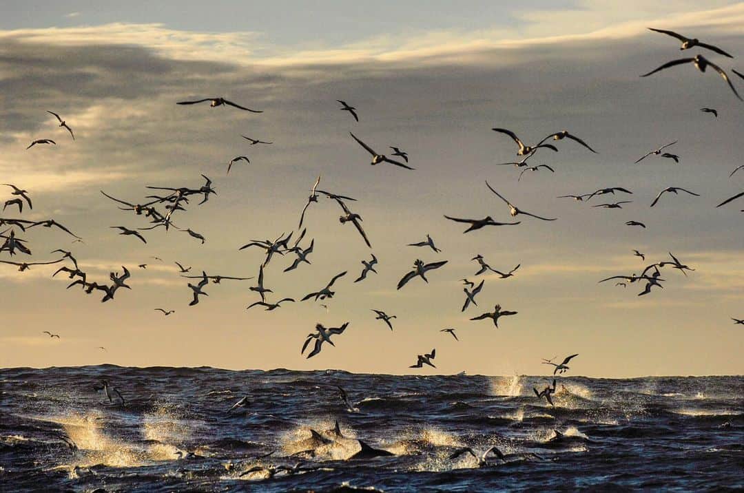 Thomas Peschakのインスタグラム：「July is traditional the time when massive shoals of sardines migrate northwards along South Africa’s East coast. The warm south flowing Agulhas current is pushed offshore, allowing a tongue of cold water to lick up the eastern flank of the continent. Traveling with the cold water are not just sardines, but also hordes of hungry predators. Common dolphins, five species of sharks, Bryde’s whales and Cape Gannets are all in hot pursuit of this silvery bounty. #sardinerun #feast #ocean #baitball #southafrica #diving #gannets」