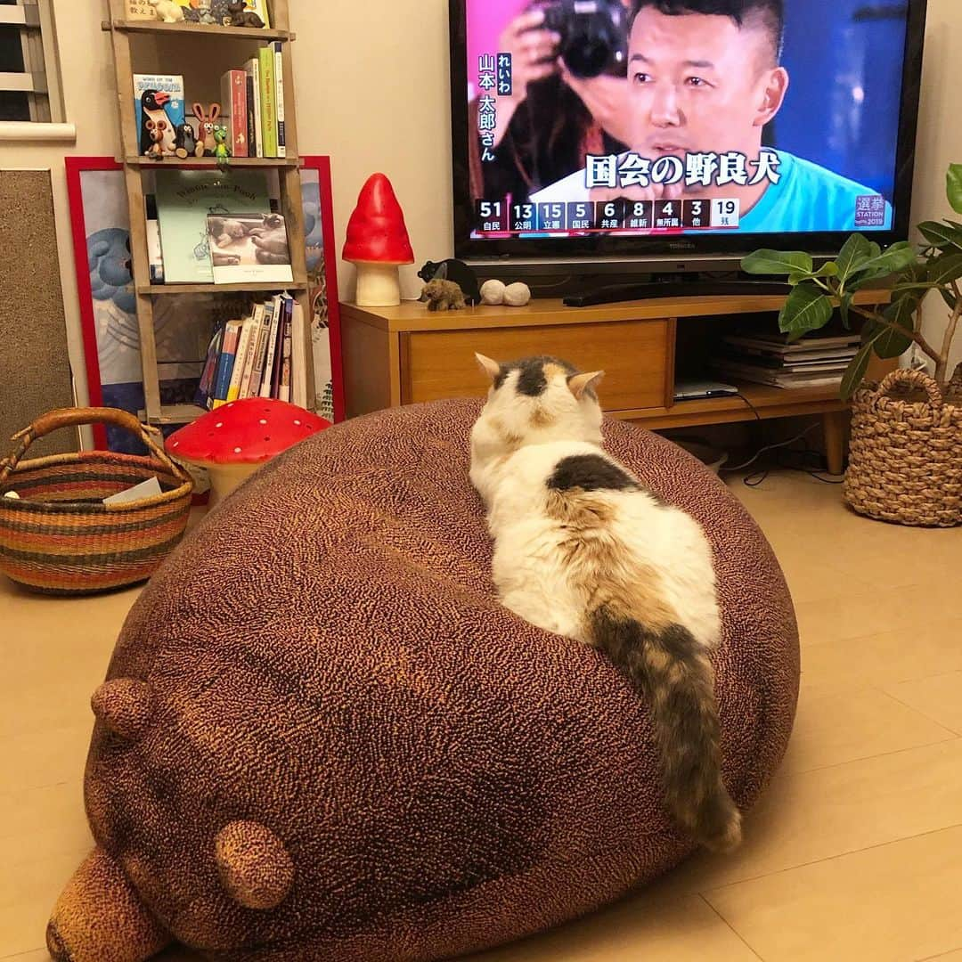 tomokoさんのインスタグラム写真 - (tomokoInstagram)「. 国会の野良犬を凝視する我が家の野良猫。 . ねね子さん、選挙速報を熱心に視聴しております。 . #ねね子は社会派 #ねね子は変な髪型 #ねね子金太郎シリーズ . #ドラねね #ブリティッシュショートヘア #britishshorthair #スコティッシュフォールド #scottishfold #三毛スコ #猫 #みんねこ #ペコねこ部 #猫山商事 #ねこすたぐらむ #にゃんすたぐらむ #ねこ部 #ふわもこ部 #ねこのきもち #instacat #catstagram #ilovemycat #instagramcats #meow #catsofinstagram #ilovecats #catlover #catoftheday #cutepets #petstagram #cat」7月21日 22時12分 - dora_me0416