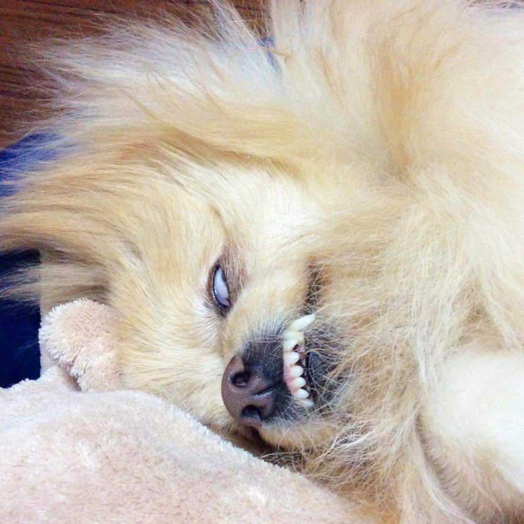 Hanaさんのインスタグラム写真 - (HanaInstagram)「ブログ更新しました♪ プロフィールから飛べます🚀 http://kedamakyoudai.blog.jp/ * 寝てるだけで驚きの白さに‼️ 漂白剤要らずパート２ * * #Pomeranian#pom#pompom#pomstagram#pets#dogs#doglover#dogsofinstagram#dogstagram#Japan#Kawaii#fluffydog#ポメラニアン#犬#いぬら部#pecoいぬ部#포메라니안#もふもふ#ふわもこ部#cute#cutedog#funny#funnydog#いぬのきもち#犬と猫#ブサイク」7月21日 22時30分 - mofu2family