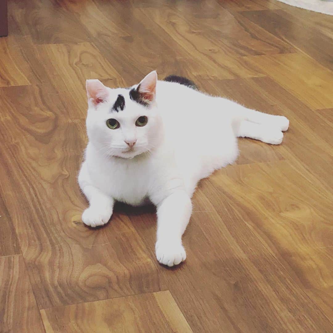 Siznaのインスタグラム：「#dura #cat #づら #猫 #sizna #雑種 #元地域猫 #ヅラ #ヅラ猫 #ヅラ猫部 #にゃんスタグラム #猫変態を増やそうの会 #夏 #2019夏」