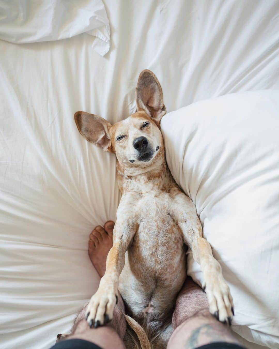 マディさんのインスタグラム写真 - (マディInstagram)「A not so fun Colorado thunderstorm sent us towards a hotel last night but now it’s all blue skies and big ears ✨」7月21日 23時05分 - thiswildidea