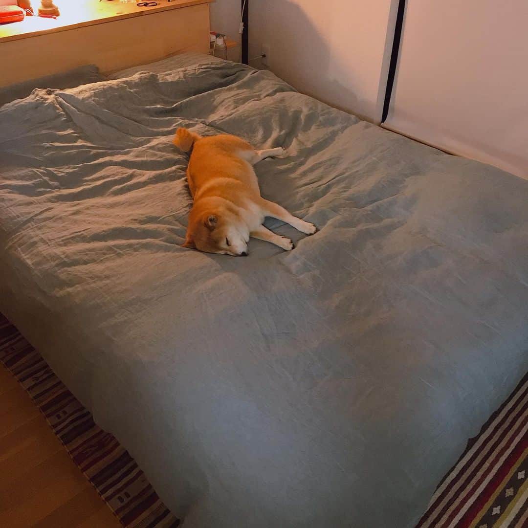 のインスタグラム：「人間用ベッドのど真ん中で寝る子💤 人間はどこで寝よう？😂 #マル子  #柴犬  #shiba」