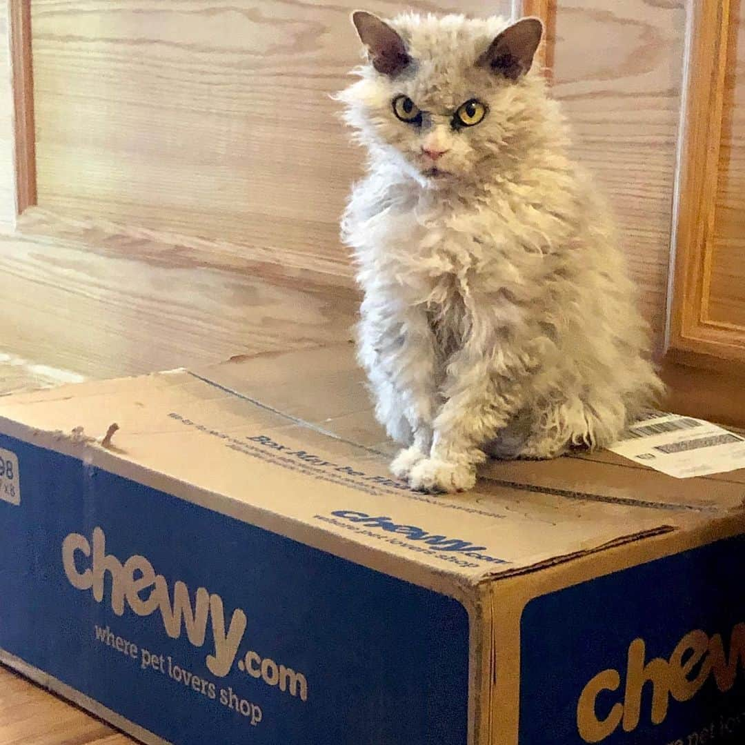 アルベルトさんのインスタグラム写真 - (アルベルトInstagram)「Ok, even Dave, Joan or Ned would do right now.  #selkirkrexofinstagram #pompousalbert #chewy @chewy」7月21日 23時33分 - pompous.albert