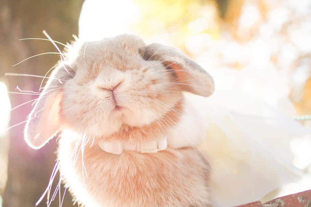 のインスタグラム：「もぅ神々しすぎる😇✨ 秋の光もいいなぁ〜 夏飛ばして秋来て欲しい！ ＊ ＊ ＊ #うさぎ #rabbit #bunny #ふわもこ部  #WeeklyFluff #igersjp  #tokyocameraclub #東京カメラ部  #神戸カメラ部  #bunnystagram  #myfujilove  #うさぎ部 #ホーランドロップ #hollandlop  #ファインダー越しの私の世界 #art_of_japan #aoj_bokeh」