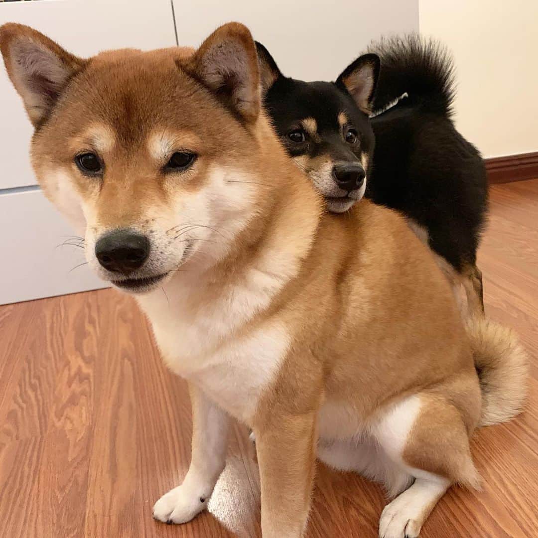 ?Fricko the Shiba Inu?のインスタグラム：「Don’t you dare bully me? My big brother got my back😎 ——Keaton 🐾 🐾 🐾 #FrickoandKeaton #🐶 #☀️ #shiba #shibainu #dog #柴犬 #赤柴 #黒柴  #adorable #shibalovers #shibaholics  #dogoftheday  #weeklyfluff #aww #dogstagram  #dogscorner #puppiesofinstagram #shibapuppy」
