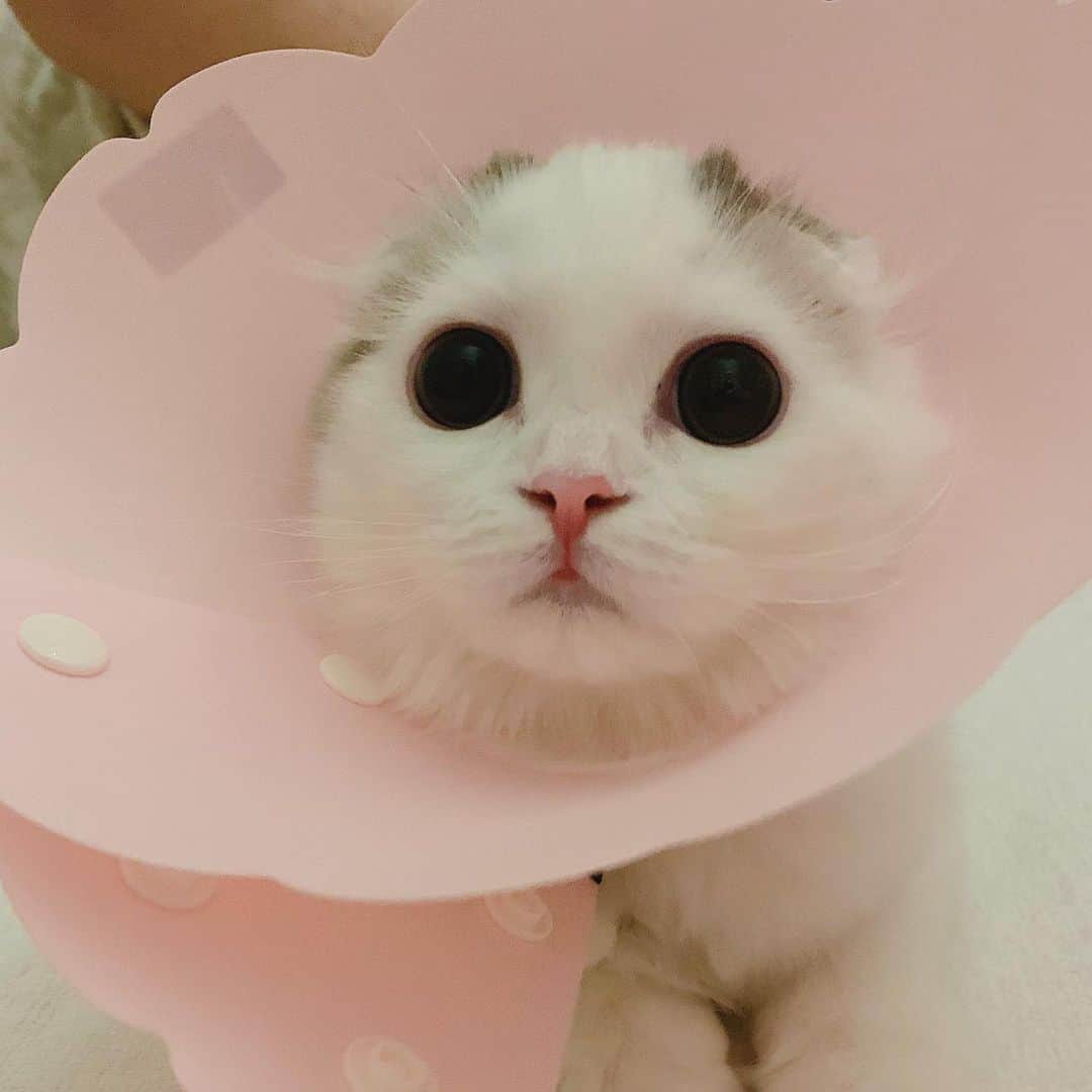 のんたさんのインスタグラム写真 - (のんたInstagram)「今日はお薬がしっぽについちゃって大変でした😵 ぱんちゃんが嫌がって泣いてる時、ぼーちゃんは必ずそばにきて見ています。 お姉ちゃんなりに心配しているのかな😌 ・ #scottishfold #catstagram_japan #catsofinstagram #cats_of_instagram#catoftheday #ilovemycat #bestmeow #catlover #cutecat #kittensofinstagram #cute #スコティッシュフォールド#スコティッシュフォールド子猫」7月21日 23時48分 - utacci