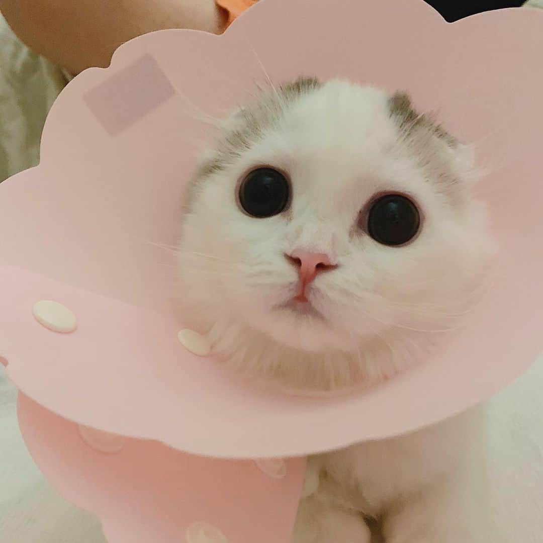 のんたのインスタグラム：「今日はお薬がしっぽについちゃって大変でした😵 ぱんちゃんが嫌がって泣いてる時、ぼーちゃんは必ずそばにきて見ています。 お姉ちゃんなりに心配しているのかな😌 ・ #scottishfold #catstagram_japan #catsofinstagram #cats_of_instagram#catoftheday #ilovemycat #bestmeow #catlover #cutecat #kittensofinstagram #cute #スコティッシュフォールド#スコティッシュフォールド子猫」