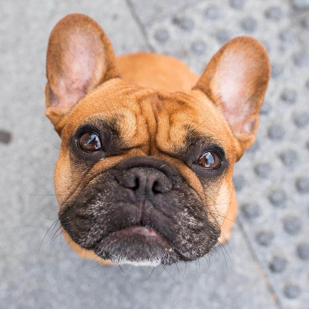 The Dogistさんのインスタグラム写真 - (The DogistInstagram)「Archer, French Bulldog (3 y/o), Gansevoort Plaza, New York, NY • “He has learned that if he goes under a chair and bumps it, we pay attention to him. You’ll just feel a thud.” @archer_pup」7月21日 23時55分 - thedogist