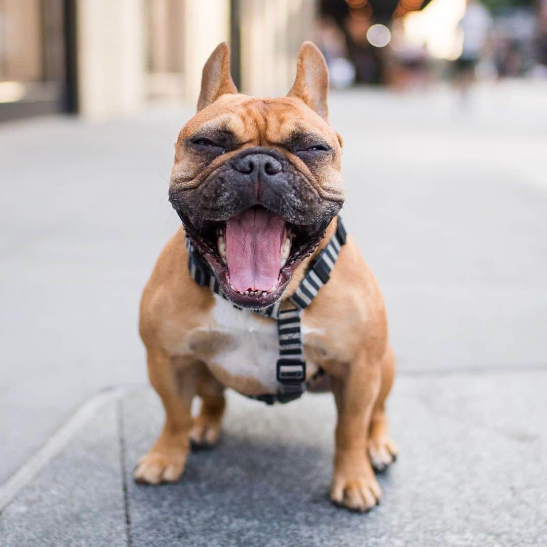 The Dogistさんのインスタグラム写真 - (The DogistInstagram)「Archer, French Bulldog (3 y/o), Gansevoort Plaza, New York, NY • “He has learned that if he goes under a chair and bumps it, we pay attention to him. You’ll just feel a thud.” @archer_pup」7月21日 23時55分 - thedogist
