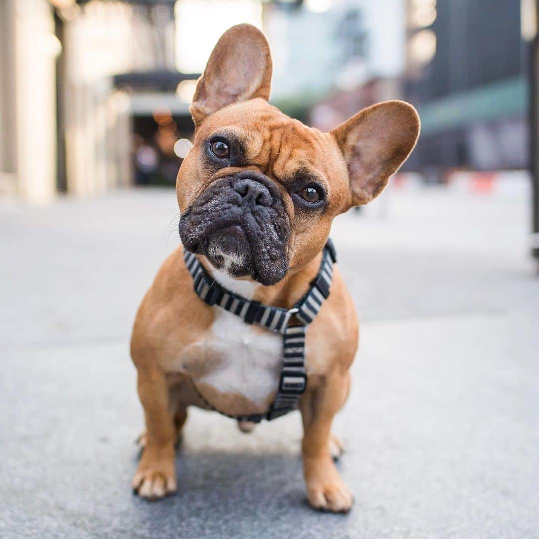 The Dogistさんのインスタグラム写真 - (The DogistInstagram)「Archer, French Bulldog (3 y/o), Gansevoort Plaza, New York, NY • “He has learned that if he goes under a chair and bumps it, we pay attention to him. You’ll just feel a thud.” @archer_pup」7月21日 23時55分 - thedogist