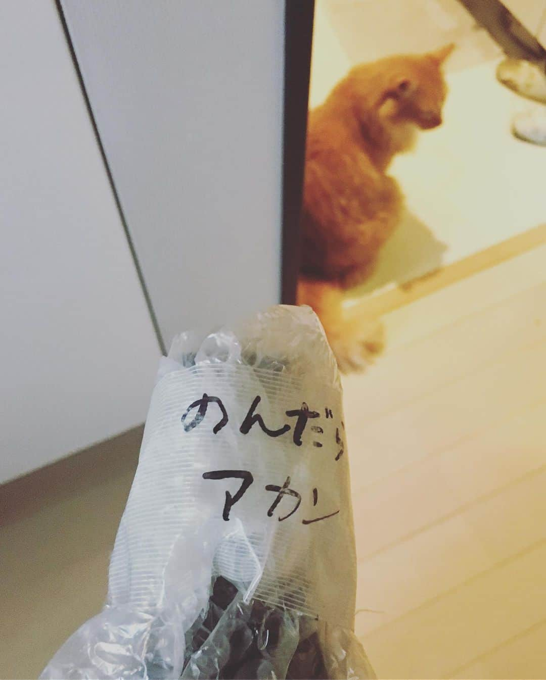 猫沢エミさんのインスタグラム写真 - (猫沢エミInstagram)「選挙速報ナイト🗳  この後に及んで自民なんだ…。 でも、投票した方が当選したのは良かった。そして注目は新潟選挙区だったね。  なにがしかの兆しはある。  諦めたらアカン。 のんだらアカン ワインを呑みながら。  #参議院選挙2019 #ユピ坊」7月22日 0時10分 - necozawaemi