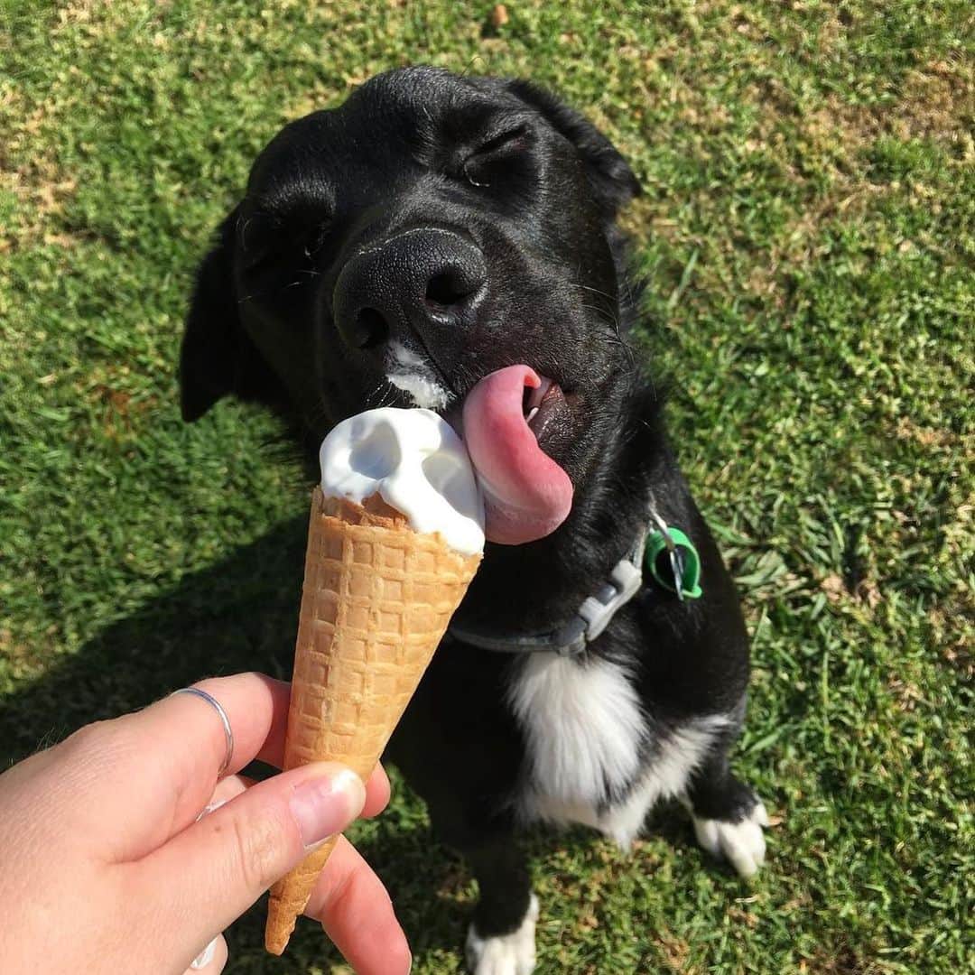 Warby Parkerのインスタグラム：「Please enjoy this lovely compilation of pups enjoying some ice cream, in honor of #nationalicecreamday 😛 PS: Don't forget to stop by select locations in Boston, Chicago, Dallas/Fort Worth, D.C., LA, NYC, Seattle or Toronto for a scoop today—on us! 🤗🍦」