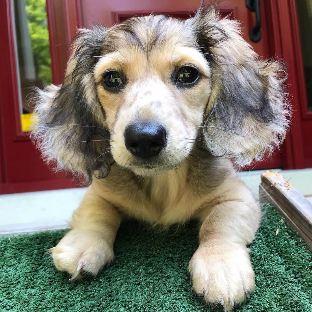Crusoe the Celebrity Dachshundさんのインスタグラム写真 - (Crusoe the Celebrity DachshundInstagram)「“I would like to introduce you all to my new sister DAPHNE! You can follow her at @itsadaphneday - At 11 weeks she is a handful, but super cute, smart, and a little fiesty! Whatchu guys think?!」7月22日 0時16分 - crusoe_dachshund