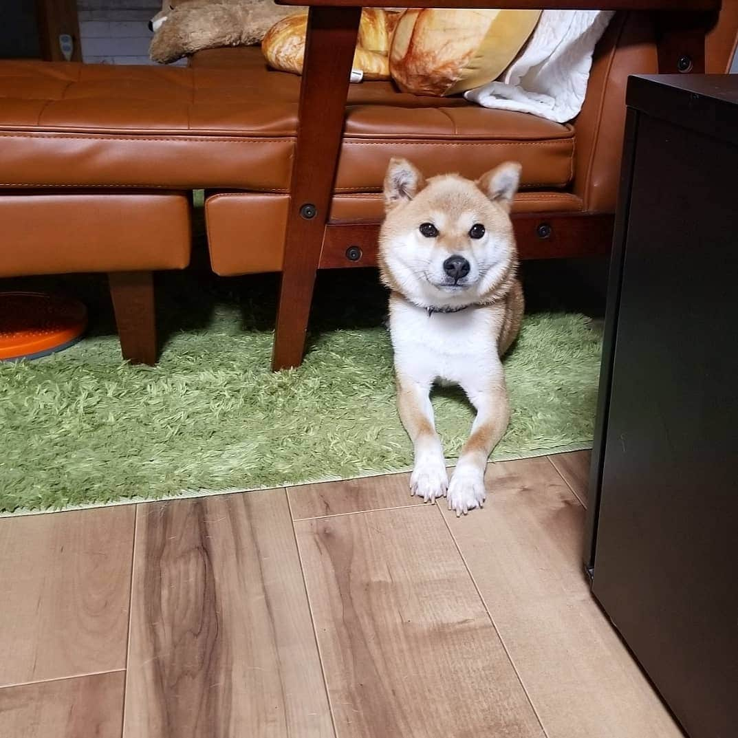 柴犬たま Shibainu Tamaのインスタグラム