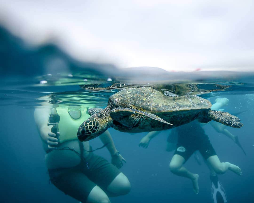 And Youさんのインスタグラム写真 - (And YouInstagram)「Adult green sea turtles are the only herbivorous sea turtles and eat seagrass and algae to survive. Special serrated jaws make it easy for them to rip and chew their food. As juveniles, green turtles are omnivorous, and eat a variety of insects, crustaceans, worms and seagrasses. . . . . . . . . . . . . . #hawaiivacation #hawaii #oahu #oahutours #dolphintours #hawaiistagram #unrealhawaii #hawaiiholiday #sealife #oceanlife」7月22日 10時33分 - dolphinsandyou