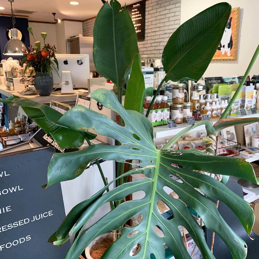 Rachien Smoothieのグルメインスタ