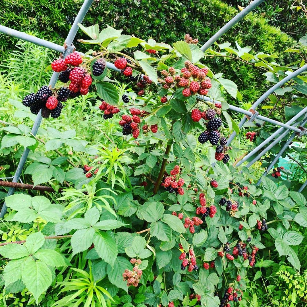 仁田宏和のインスタグラム：「この前 実家の庭の 木苺！？ #木苺 #あってるのかわからないけど」