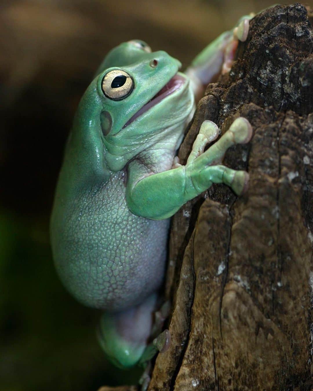 アメリカ自然史博物館さんのインスタグラム写真 - (アメリカ自然史博物館Instagram)「Meet the Australian green tree frog (Litoria caerulea), known as the “dumpy tree frog” to locals because of its heft. You might spot it in Australia’s forests, swamps…or toilet bowls! This tree frog grows up to 4.5 inches (11.4 centimeters) long; females typically grow larger than males. With the help of its large mucus-covered toe pads, the critter is able to climb and cling to surfaces with ease. The steady secretion of mucus also helps keep its toes clean by “flushing” out contaminants and leaving them behind in the footprints!  Photo: Brian Gratwicke」7月22日 10時53分 - amnh