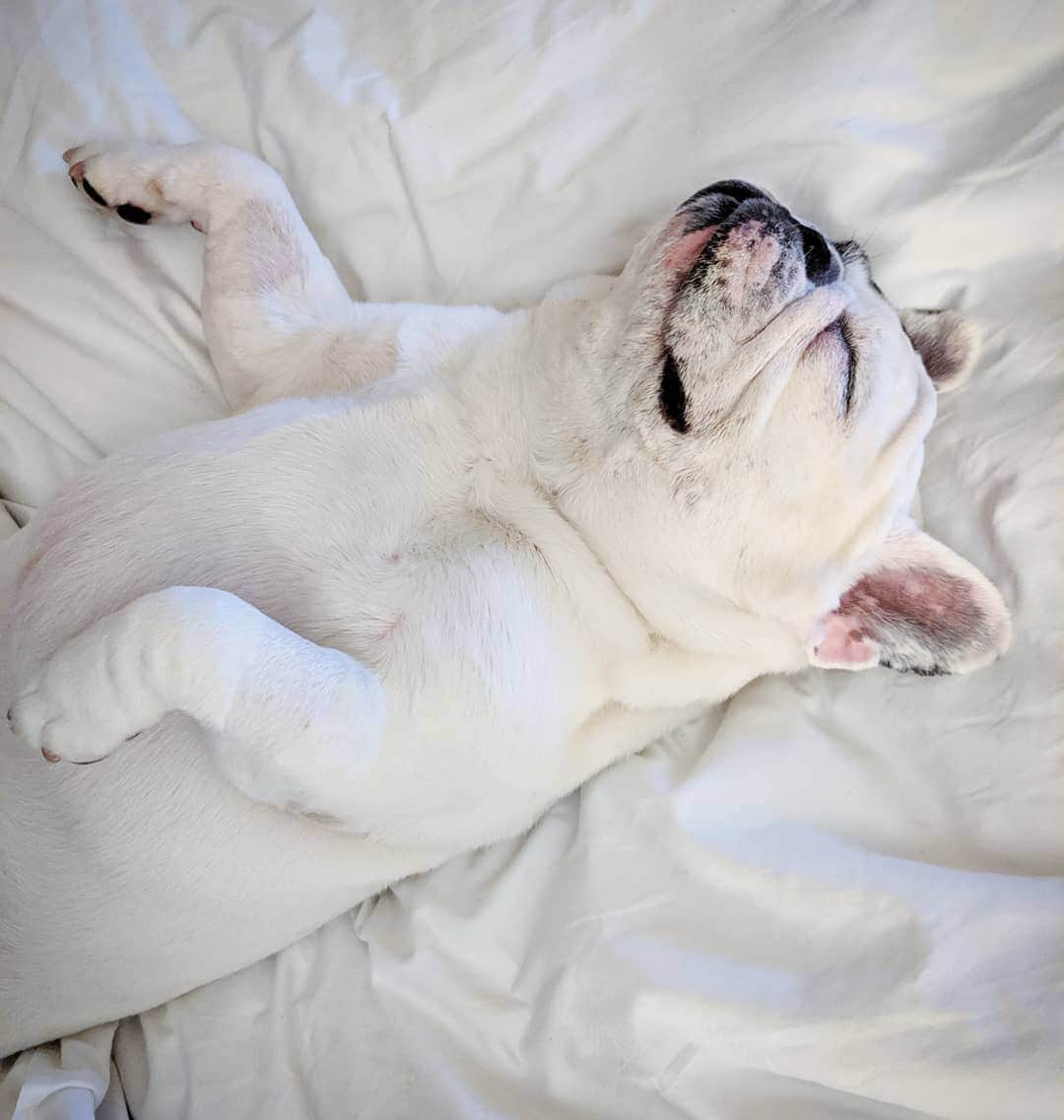 Manny The Frenchieのインスタグラム：「Dogs typically sleep 12-14hrs a day...I like to prove that's true. 😴💤 #lazydog」