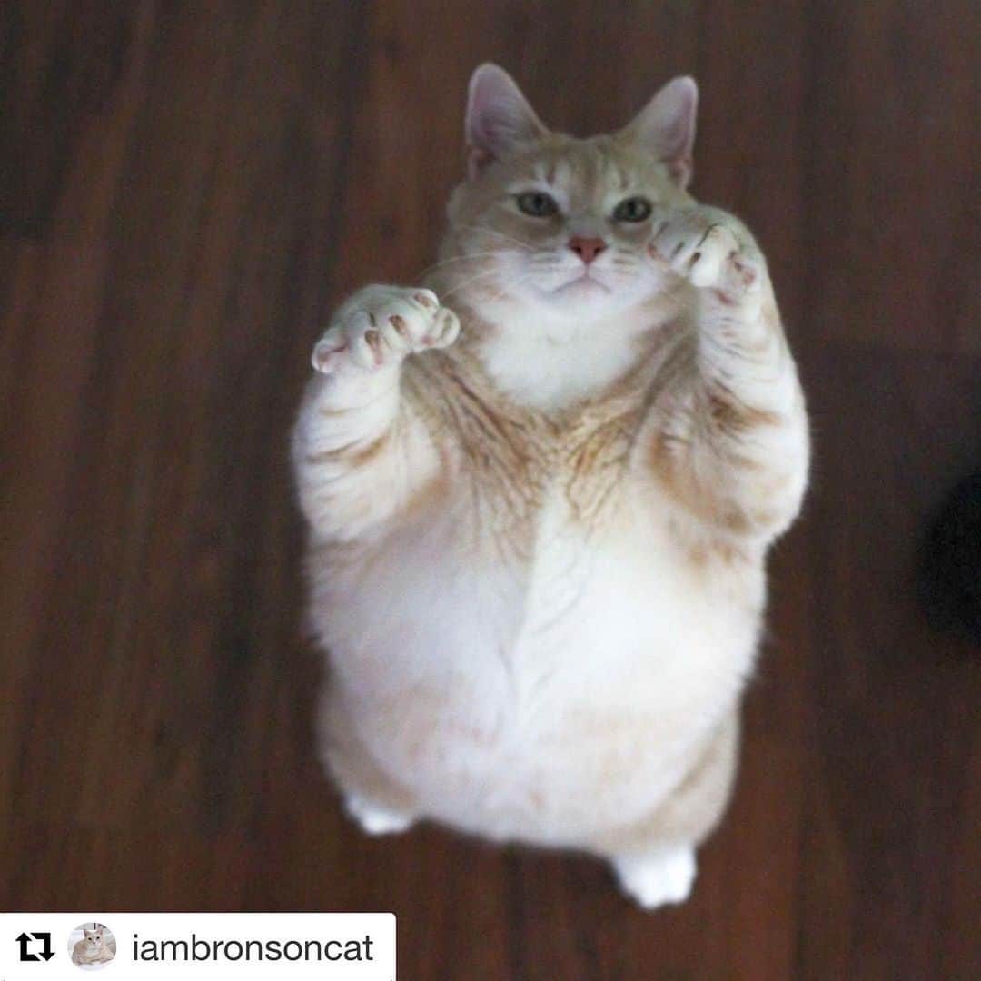 City the Kittyさんのインスタグラム写真 - (City the KittyInstagram)「Please give a big thanks to @iambronsoncat for helping our cause to protect cats from this animal cruelty! 😽❤️ #Repost @iambronsoncat with @get_repost ・・・ We live in West Michigan, which is an area where declawing cats is much more common than other areas in the US. Declawing is illegal in most of Europe, in Los Angeles, San Francisco, Denver, and most recently, the entire state of New York. . . Since Bronson has a large reach, we felt it was important to help spread awareness about the issue and complications that can come from having the amputation performed. Cats need their claws for not only hunting and defending themselves, but also for healthy behaviors like climbing, stretching, and for leaving their scent. One of our goals with our cats is to help enrich their lives, so limiting them isn’t something we would want to do. I especially wouldn't dare limit Bronson's danger level in any way. . . It also seems to be a painful procedure that can cause medical issues like lameness, pain in the paw, death of surrounding tissue and infection.  We make sure to keep plenty of scratchers and sisal poles around in our home and if we do catch our cats scratching furniture, we pick them up and place them on one of those. . . We saw that @citythekitty has a petition for helping raise awareness of the harmful issues related to declawing and to pressure vets to stop offering the procedure. . . If you're interested in signing the petition, there's a link in Bronson's bio. Thanks!」7月22日 3時01分 - citythekitty