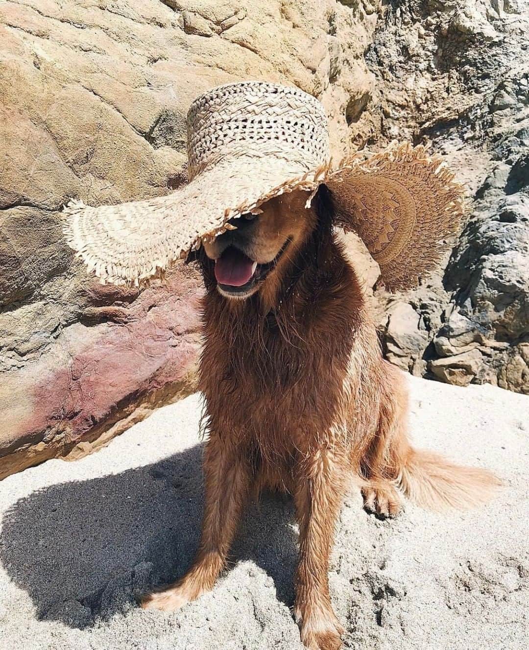 チェイサーのインスタグラム：「Hiding from Sunday scares🐶 #chaserbrand @chaserbrand」