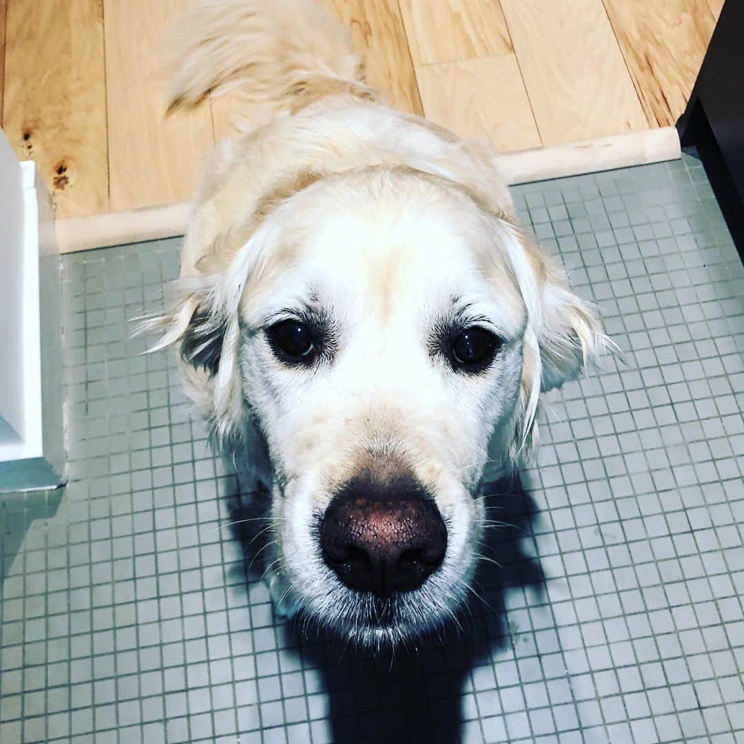 ジェフリー・バトルのインスタグラム：「Reunited and it feels so good!  #who’sAGoodBoy」