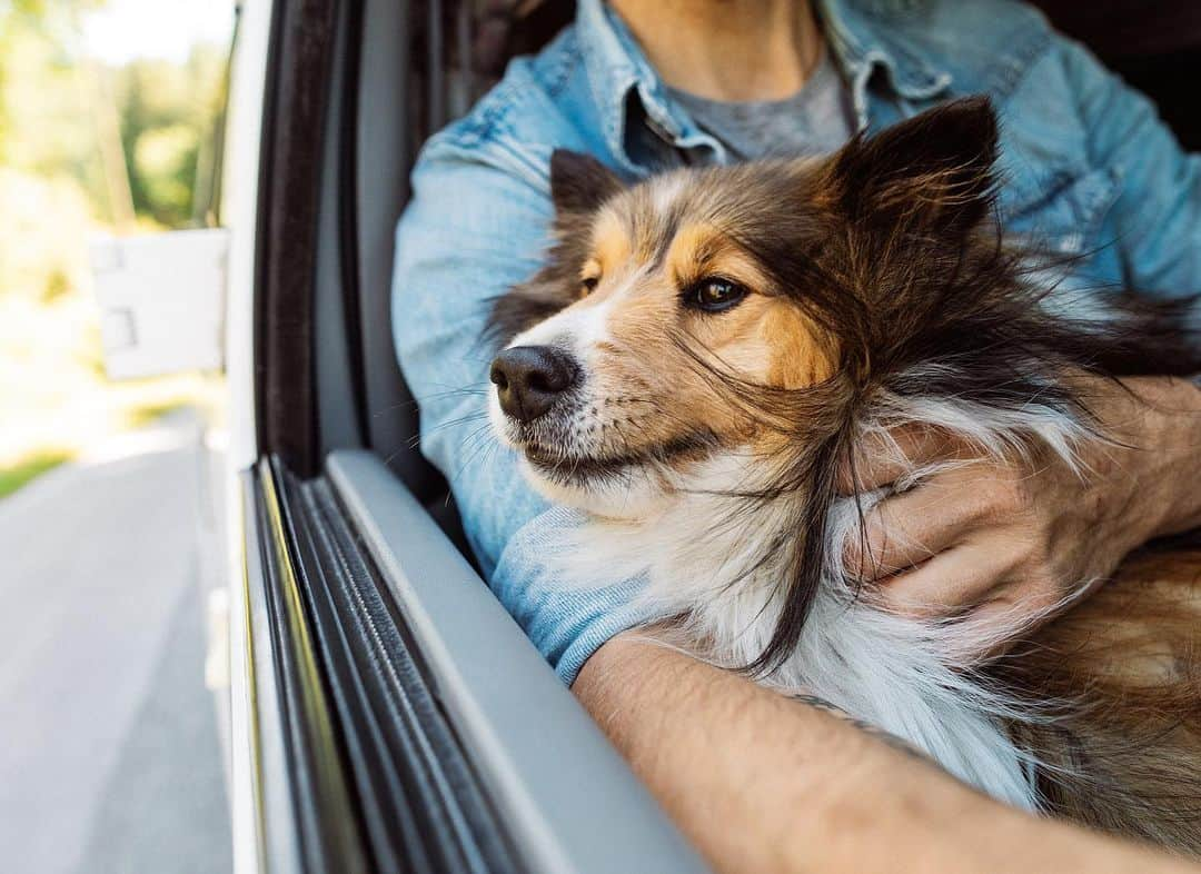 Andrew Knappさんのインスタグラム写真 - (Andrew KnappInstagram)「My dad and Shep are here on their first trip to the West Coast. Showing them some of my favourite spots and visiting some new ones. Momo took dad’s bed in the camper, I stole Shep’s spot and he’s compromising.」7月22日 3時47分 - andrewknapp