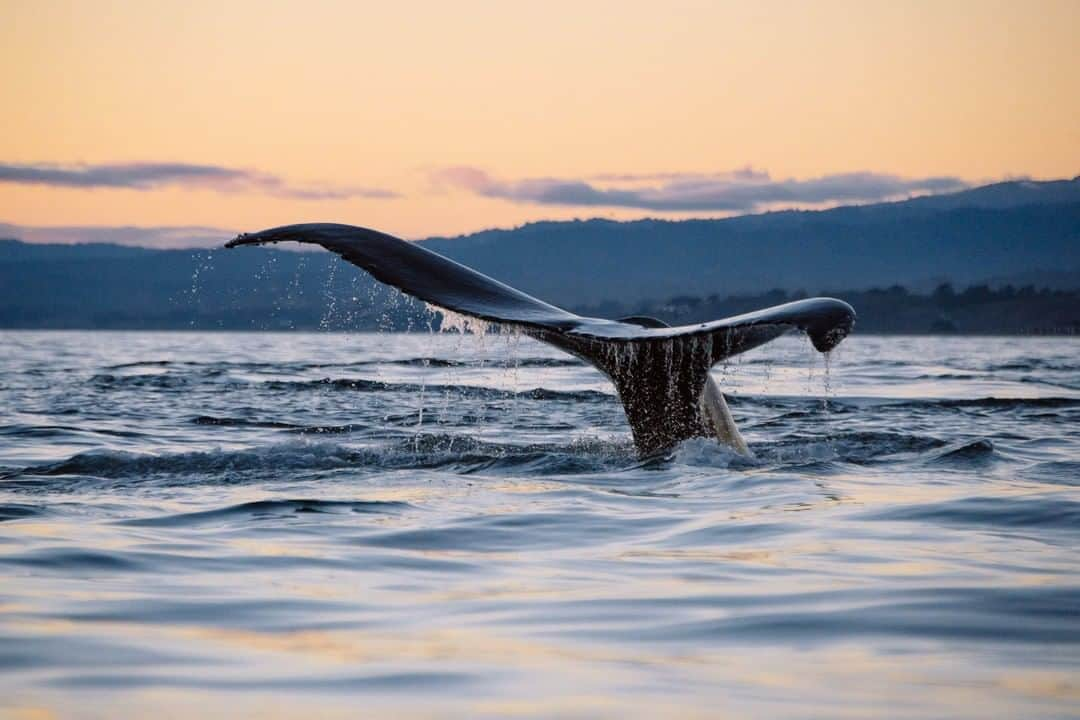 National Geographic Travelさんのインスタグラム写真 - (National Geographic TravelInstagram)「Photo by @kiliiiyuyan | A humpback whale shows its tail flukes as it dives under the waters of Monterey Bay. Humpbacks come in close to shore here, chasing schools of anchovies. Anchovies, in turn, follow the richness of nutrients from the undersea Monterey Canyon. Follow me, @kiliiiyuyan, for more from the world’s coastal regions. #montereybay #whale #california」7月22日 3時53分 - natgeotravel