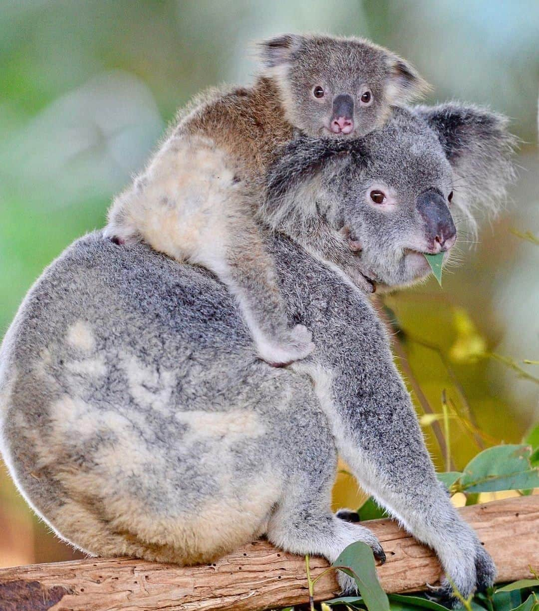 Australiaさんのインスタグラム写真 - (AustraliaInstagram)「“I got it from my mama.” 🍑🍑 Bootiful momma Frosty and her joey call @visitsunshinecoast’s @australiazoo home, where they spend their days sleeping, eating, and looking absolutely fabulous. This iconic @queensland zoo offers many animal encounter experiences, including the opportunity to hold and cuddle a #koala! It’s a great time to visit now as koala joey season is in full swing, so keep an eye out and you just might spot some new family members who recently emerged from their mum’s pouches.  #seeaustralia #thisisqueensland #visitsunshinecoast #weeklyfluff #wildlifephotography」7月22日 4時00分 - australia