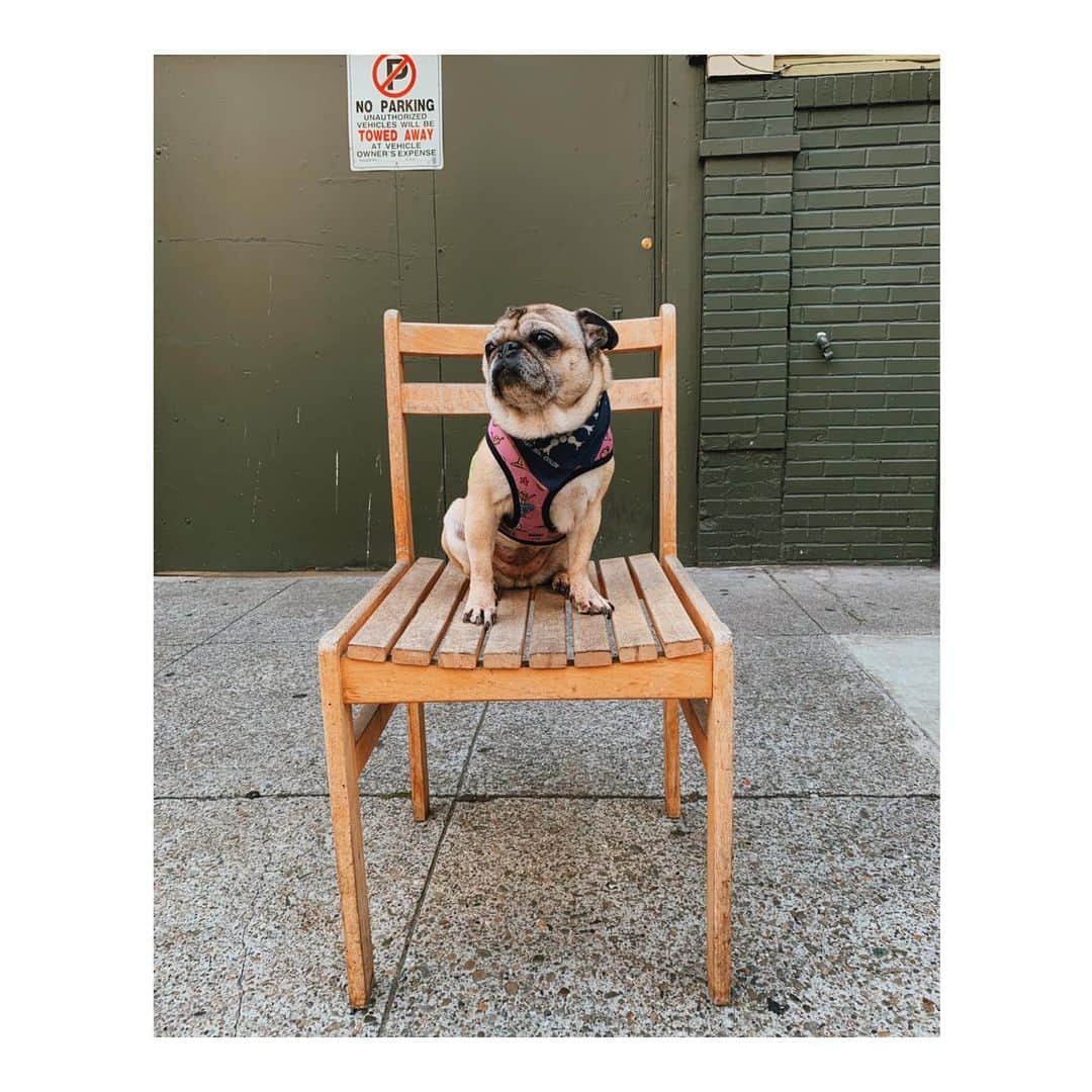 のインスタグラム：「🚫 No parking 🚫 #DiscardedChairsOfTheMission . . . . . #DailyPug #LeicaHarrietPancakes #Pug #pugsofinstagram #pugs #pug」