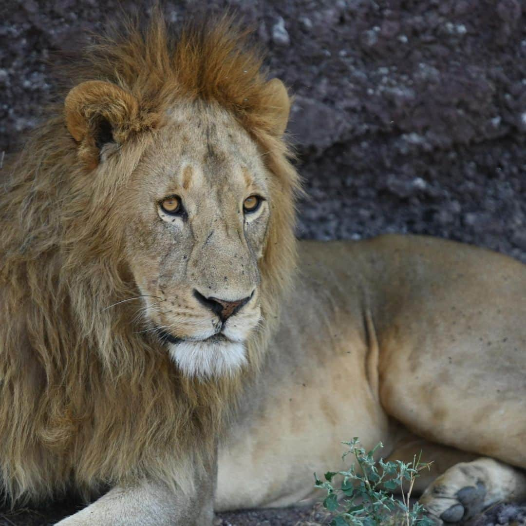 ルート・ファン・ニステルローイさんのインスタグラム写真 - (ルート・ファン・ニステルローイInstagram)「Amazing experience to see and photograph these beautiful animals in the wild with my family. #OnlyElephantsWearIvory」7月22日 4時37分 - rvnistelrooy_x