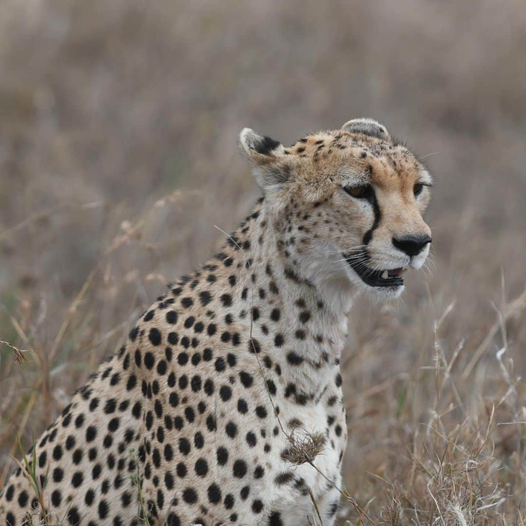 ルート・ファン・ニステルローイさんのインスタグラム写真 - (ルート・ファン・ニステルローイInstagram)「Amazing experience to see and photograph these beautiful animals in the wild with my family. #OnlyElephantsWearIvory」7月22日 4時37分 - rvnistelrooy_x