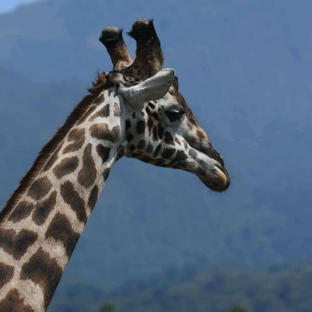 ルート・ファン・ニステルローイさんのインスタグラム写真 - (ルート・ファン・ニステルローイInstagram)「Amazing experience to see and photograph these beautiful animals in the wild with my family. #OnlyElephantsWearIvory」7月22日 4時37分 - rvnistelrooy_x