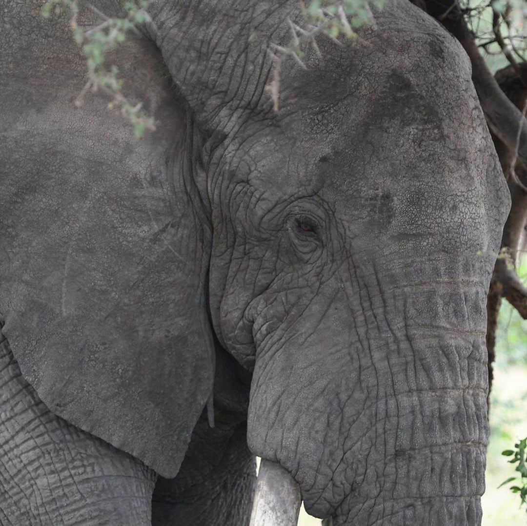 ルート・ファン・ニステルローイさんのインスタグラム写真 - (ルート・ファン・ニステルローイInstagram)「Amazing experience to see and photograph these beautiful animals in the wild with my family. #OnlyElephantsWearIvory」7月22日 4時37分 - rvnistelrooy_x