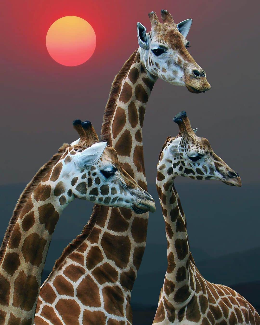 Earth Picsさんのインスタグラム写真 - (Earth PicsInstagram)「Giraffes🦒 enjoying the sunset 🌅 in Serengeti National Park. Follow @paultje_nl for more beautiful wildlife photography . . . . . . . . . . #earthpix  #wildlifephotography  #photography  #earth  #travel  #animals  #nature  #naturephotography  #awesome_earthpix #travelblog, #travels, #traveladdict, #travellife, #travelphoto, #travelpics, #traveldiaries, #travelbug, #travelawesome, #travelpic, #travelers, #travelgirl, #traveldiary, #traveldeeper, #travellingthroughtheworld, #travellers, #travelmore,#traveller, #travellersclub,」7月22日 4時54分 - earthpix