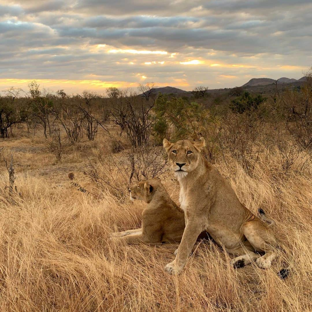 バーバラ・ザンガールさんのインスタグラム写真 - (バーバラ・ザンガールInstagram)「Miezekatze!! South African vibes!! #krugernationalpark」7月22日 4時54分 - babsizangerl